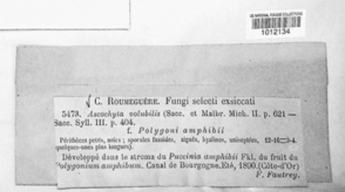Ascochyta volubilis image